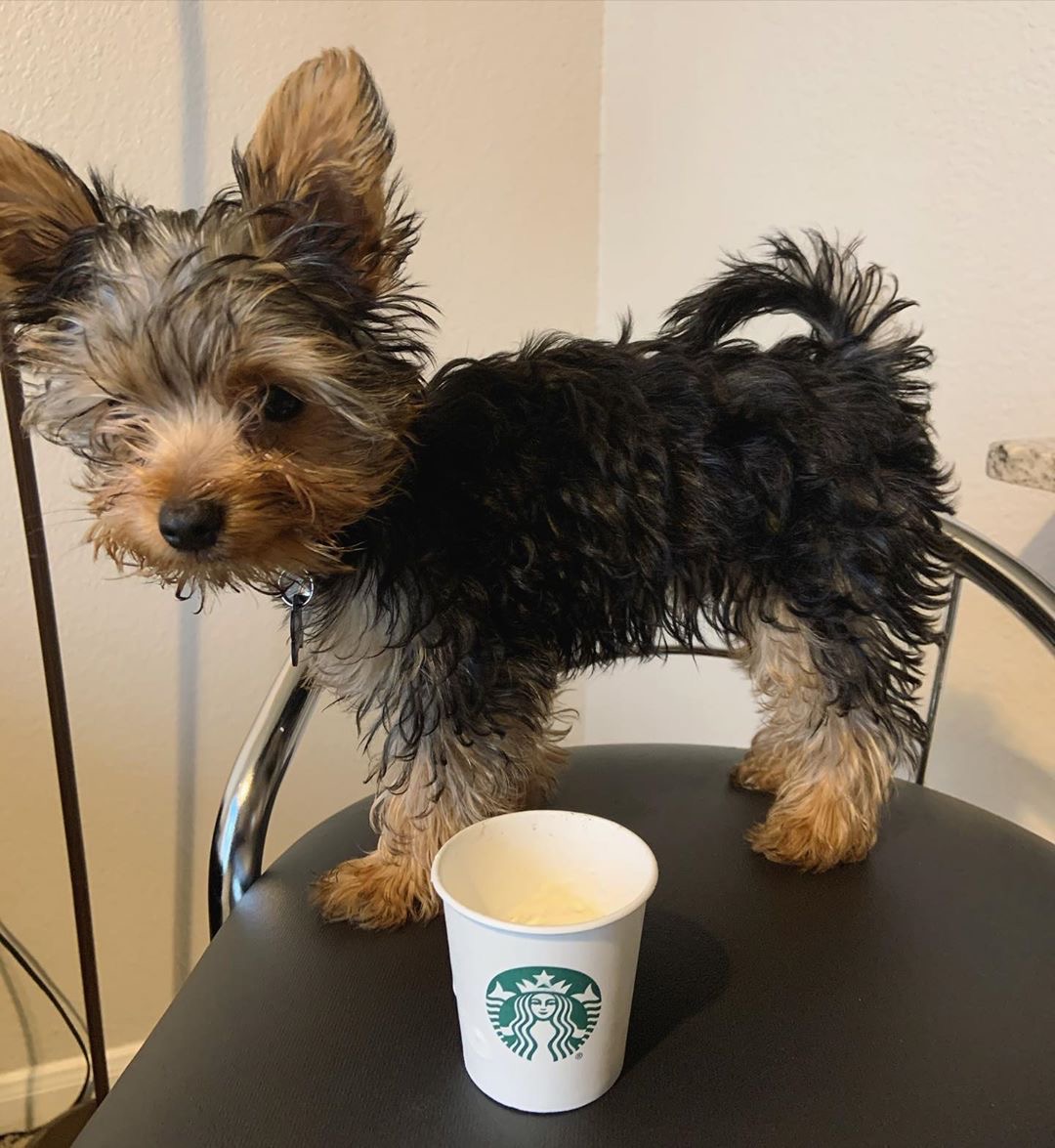 puppy image